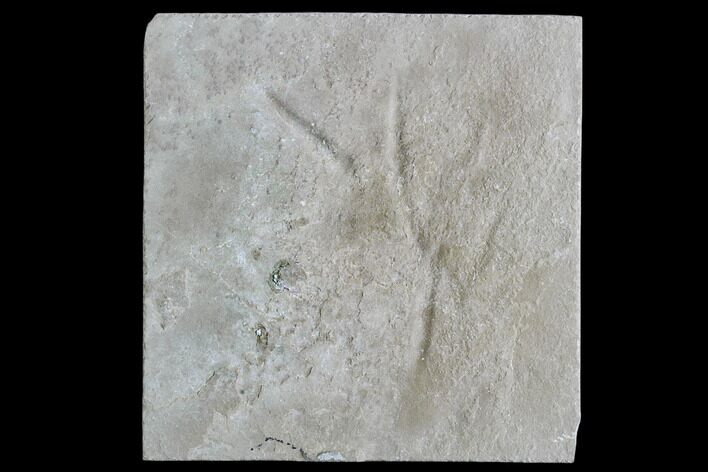 Two Fossil Bird Tracks - Green River Formation, Utah #105533